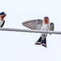 Pacific Swallow