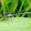 Damselfly