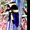 Southern Bee Killer