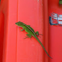 Green Anole