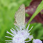 Dark Grass Blue