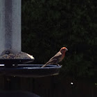 House Finch