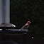 House Finch