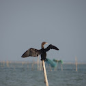 Little Black Cormorant