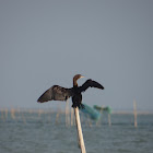 Little Black Cormorant