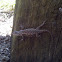 Eastern Fence Lizard