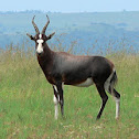 Blesbuck