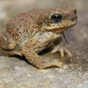 Red-spotted Toad