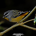 Spotted Pardalote