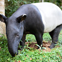 Tapir