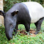 Tapir
