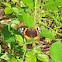 Red Admiral