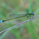 Blue-tailed Damselfly
