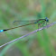 Blue-tailed Damselfly
