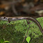 Eastern Water Skink