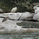 Pond Heron & Marsh crocodile