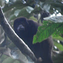 mantled howler monkey