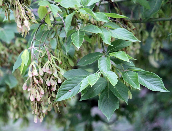 Spotting Image 1