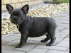 Cachorro De Bulldog Frances Azul Blue Princess