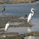 Heron & Egret