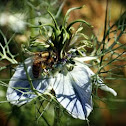 European Honey Bee
