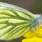 Green-veined White