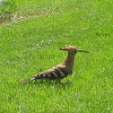 Hoopoe