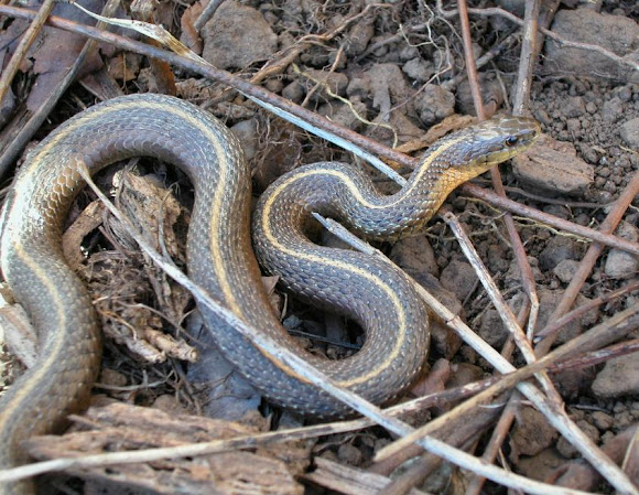 Spotting Image 1