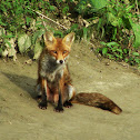 Red Fox