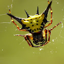Spiny orb-weaver