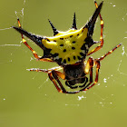 Spiny orb-weaver