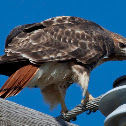 Red Tailed Hawk