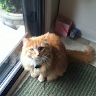 honeybunnythecat