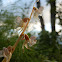 Eurasian Ghost Orchid, Metsänemä