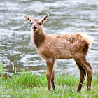 Elk (Wapiti)