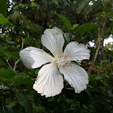 Hibiscus