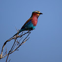 Lilac-breasted Roller
