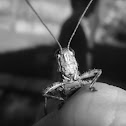 Grasshopper