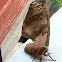 Polyphemus moth