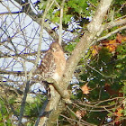Red-shouldered Hawk
