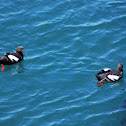 Pigeon Guillemot