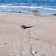 Atlantic Horseshoe or Helmet Crab