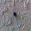 Harvestman