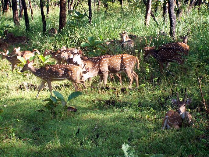 Spotted deer