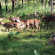 Spotted deer