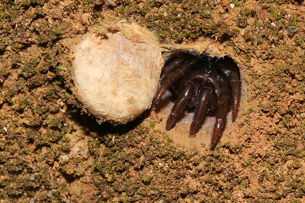 Black trapdoor spider Project Noah