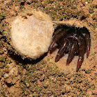 Black trapdoor spider