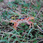 Red Land Crab