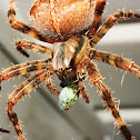 Barn Spider