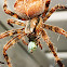 Barn Spider